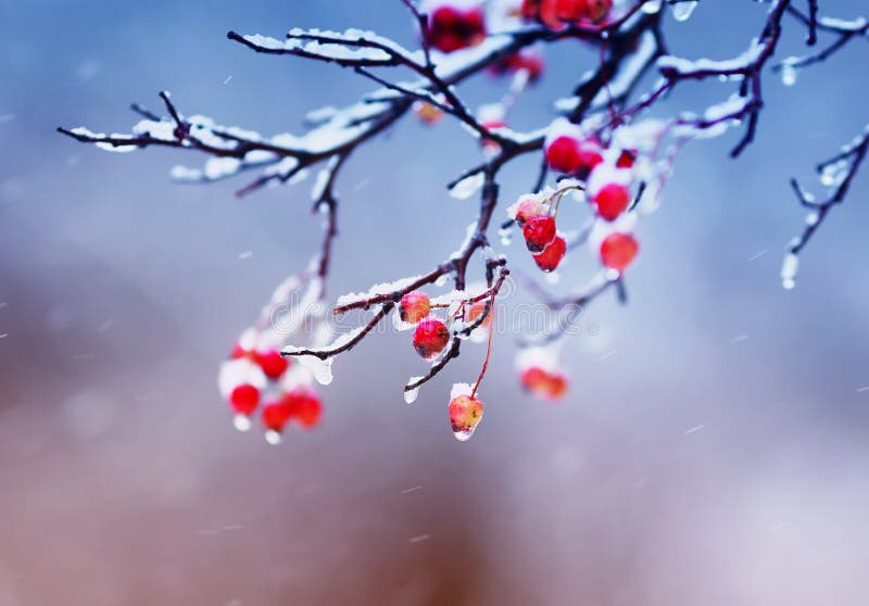 branches of viburnum tree with bright juicy red clusters of berries covered with ice and snow during a cold rain in the winter