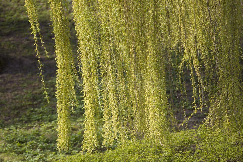 Branches Of A Weeping Willow Stock Photo Image of background, branch