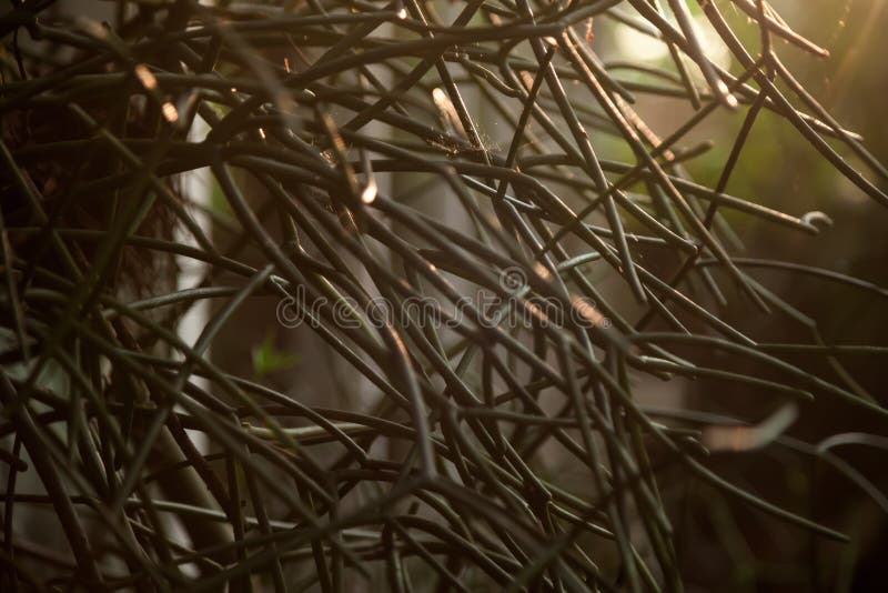 The branches of the wood create frame of background and have light from the sun stock photography