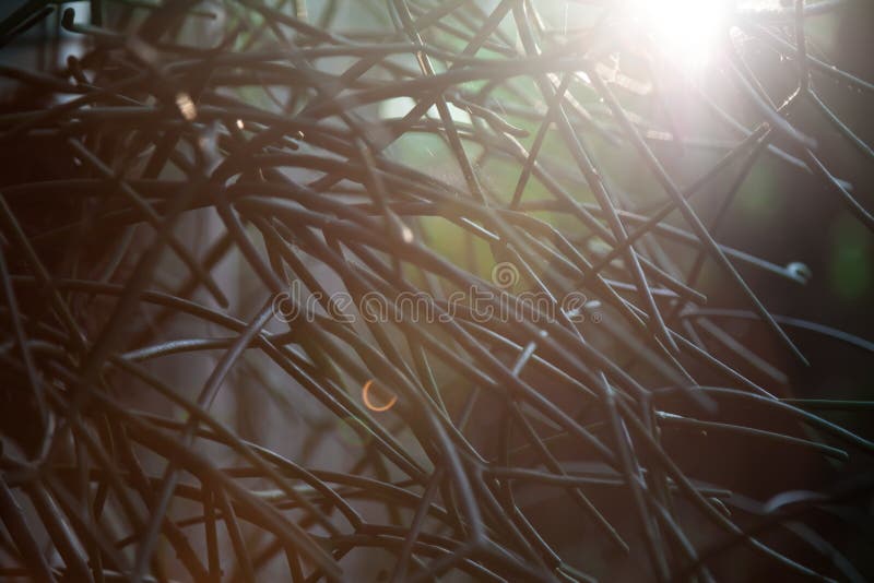 The branches of the wood create frame of background and have light from the sun stock image