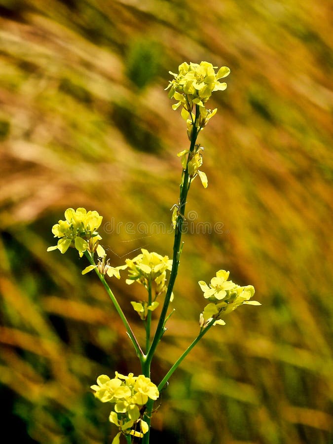 Mustard flower yellow stock photography Mustard flower yellow stock photography