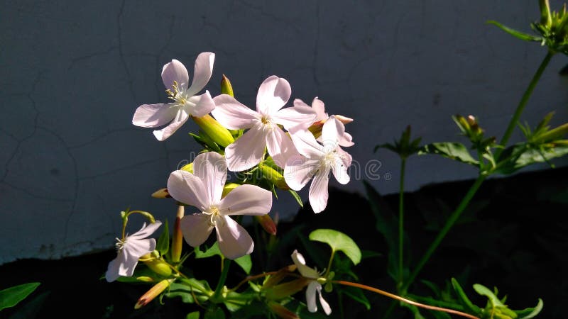 Branco cor-de-rosa da flora da flor mini imagens de stock Branco cor-de-rosa da flora da flor mini imagens de stock