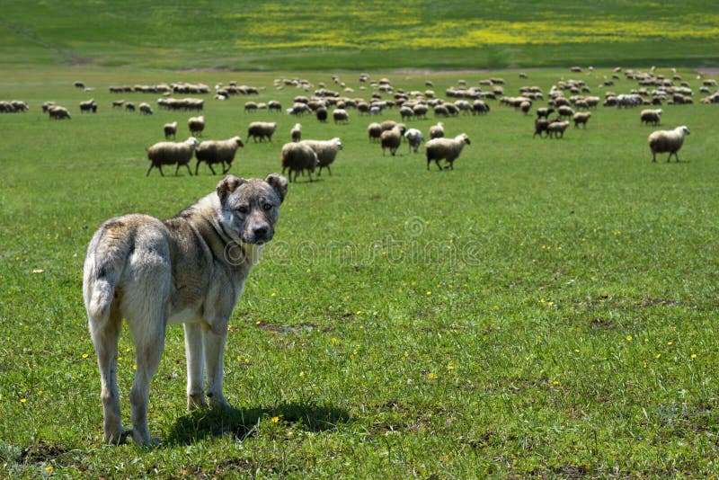 Branco del cane che custodice grande moltitudine di pecore immagine stock libera da diritti Branco del cane che custodice grande moltitudine di pecore immagine stock libera da diritti