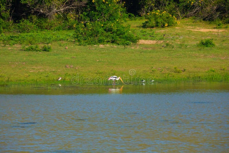 Sika or spotted deers herd in wood at Sri Lanka. Wildlife and animal photo.a herd of red sika deer grazes on a green meadow against the backdrop of a forest in natural habitat. Sika or spotted deers herd in wood at Sri Lanka. Wildlife and animal photo.a herd of red sika deer grazes on a green meadow against the backdrop of a forest in natural habitat