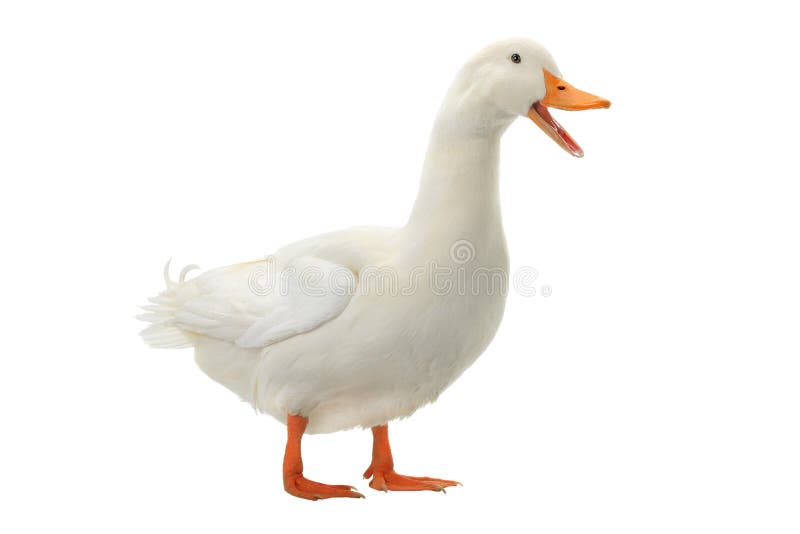 Branco do pato fotografia de stock royalty free Branco do pato fotografia de stock royalty free