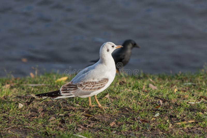 Branco e preto imagens de stock