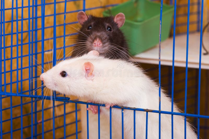 Branco e preto fotos de stock royalty free