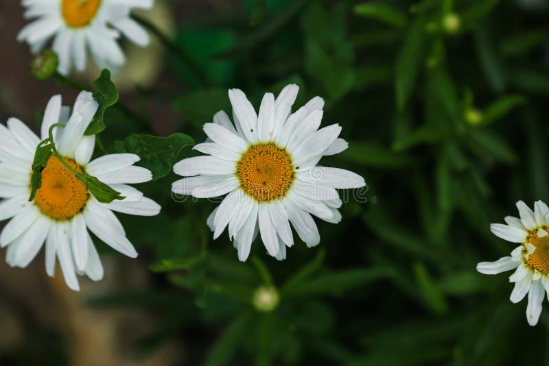 Branco margarida-como a flor da camomila fotos de stock Branco margarida-como a flor da camomila fotos de stock