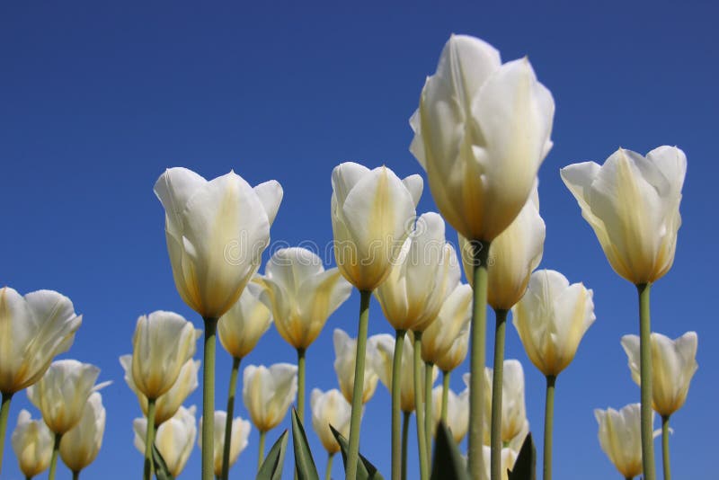 Branco puro Tulipas brancas de floresc?ncia com o c?u azul claro imagem de stock Branco puro Tulipas brancas de floresc?ncia com o c?u azul claro imagem de stock