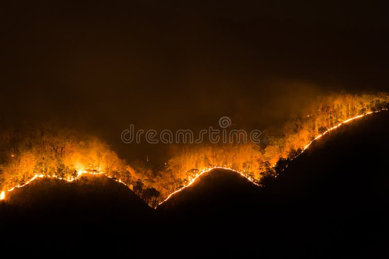 Brand wildfire, brandend pijnboombos in de rook en vlammen