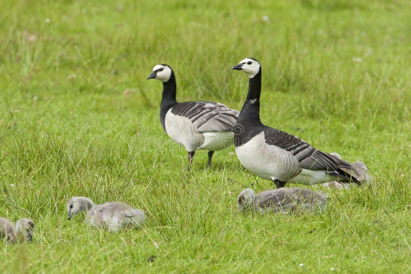 Brandgans, oca facciabianca, leucopsis del Branta fotografia stock libera da diritti Brandgans, oca facciabianca, leucopsis del Branta fotografia stock libera da diritti
