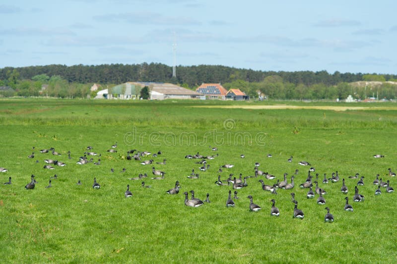 Brant gooses στο ολλανδικό wadden νησί στοκ φωτογραφίες με δικαίωμα ελεύθερης χρήσης Brant gooses στο ολλανδικό wadden νησί στοκ φωτογραφίες με δικαίωμα ελεύθερης χρήσης