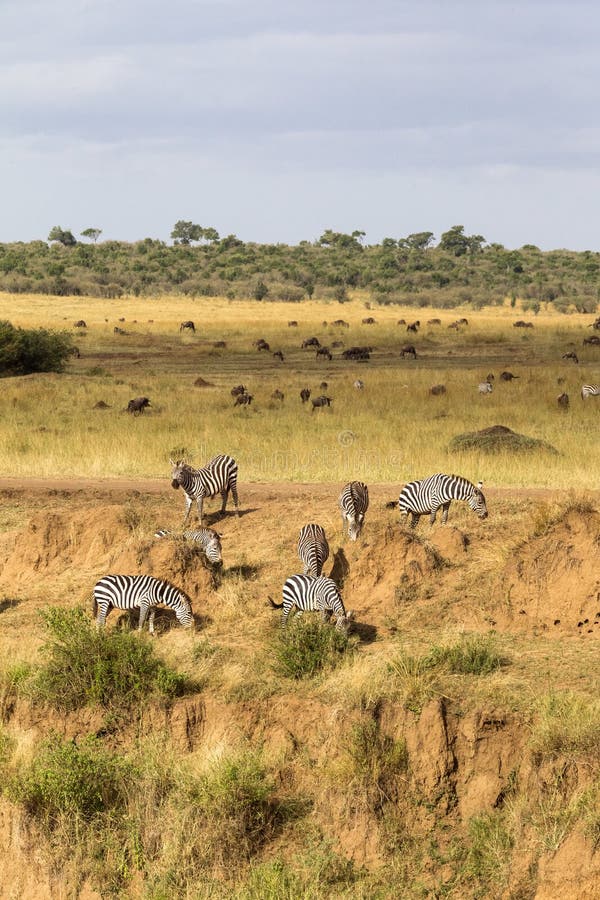 Brant nedstigning till floden Sebror nära Mara River Kenya Afrika royaltyfria foton Brant nedstigning till floden Sebror nära Mara River Kenya Afrika royaltyfria foton