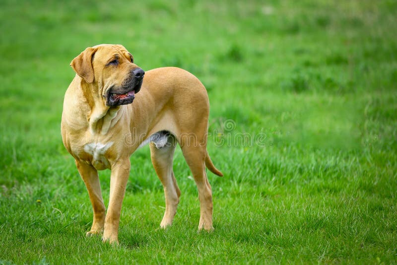 Brasilianischer Mastiff Oder Fila Brasileiro Hund Stockfoto Bild von