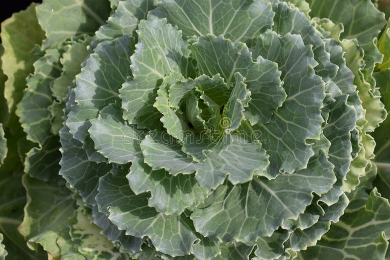 Brassica stock photo. Image of green, brussels, delicious 77983890