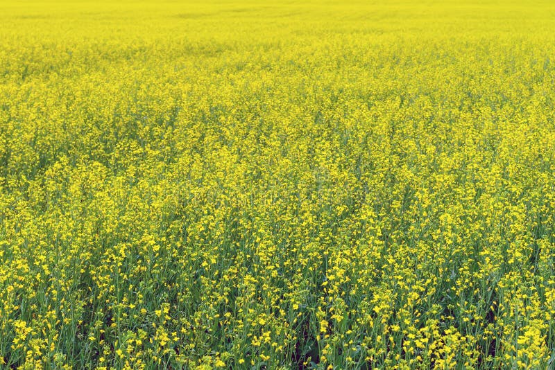 Brassica napus. Champ jaune de colza en floraison active en arrière-plan photos stock Brassica napus. Champ jaune de colza en floraison active en arrière-plan photos stock