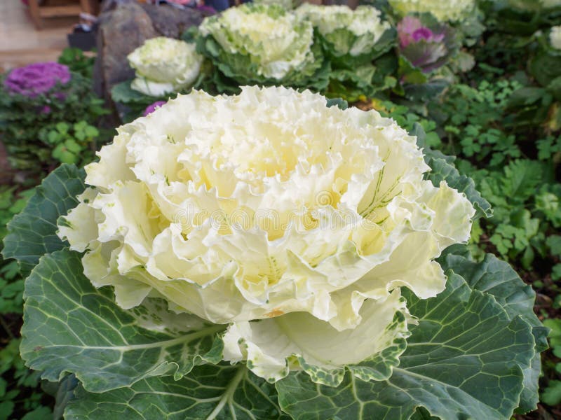 Brassica Oleracea Ornamentacyjna kapusta fotografia stock Brassica Oleracea Ornamentacyjna kapusta fotografia stock
