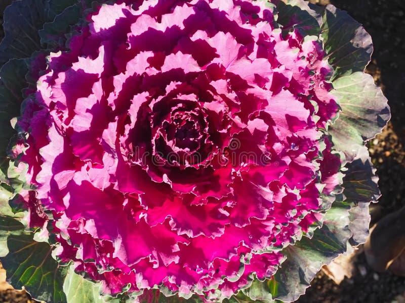 Brassica Oleracea Wonderful Blooming Red Cabbage Stock Image Image of