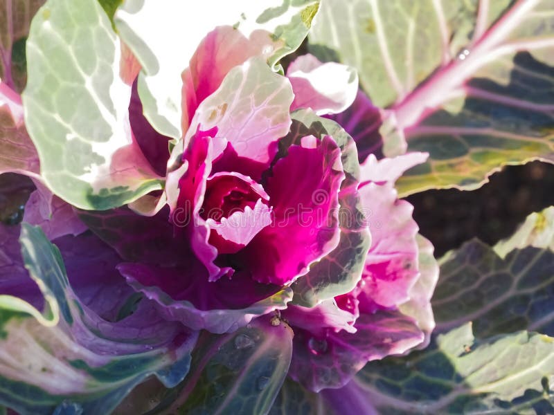 Brassica Oleracea Wonderful Blooming Red Cabbage Stock Photo Image of