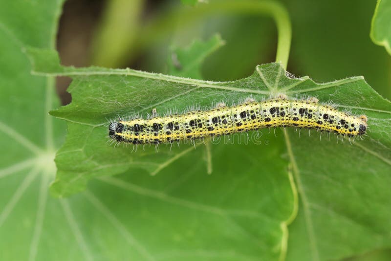 Brassicae brancos grandes de um Pieris de Caterpillar da borboleta que alimentam em uma planta imagens de stock royalty free Brassicae brancos grandes de um Pieris de Caterpillar da borboleta que alimentam em uma planta imagens de stock royalty free