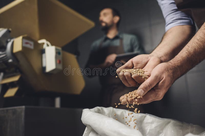 Brauereiarbeitskraft, die Körner kontrolliert lizenzfreies stockfoto Brauereiarbeitskraft, die Körner kontrolliert lizenzfreies stockfoto