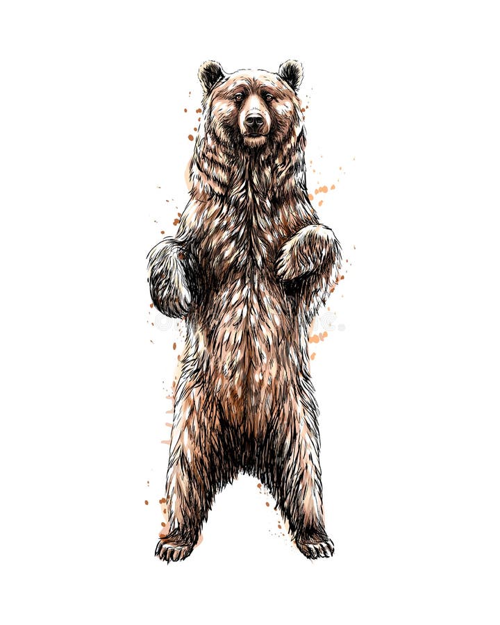 Braunbär, der auf seinen Hinterbeinen von einem Spritzen des Aquarells steht stock abbildung
