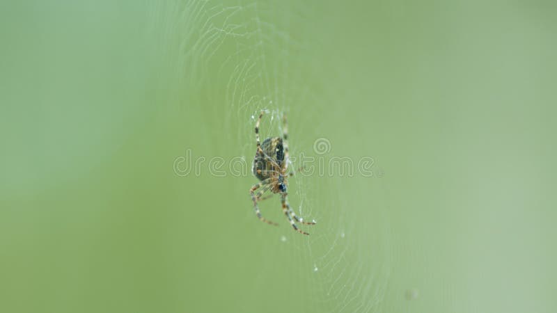 Close up. Brown cross spider hanging in center of orb web in forest. Close up. Brown cross spider hanging in center of orb web in forest.