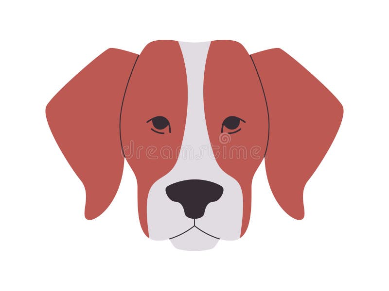 Braune und weiße Farbe Kopf Amerikanischer Foxhound Hund züchten Säugetier süße Haustiere lustig schmückendes Haustier lizenzfreie abbildung