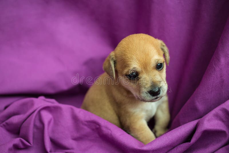 Brauner Welpe, violett lizenzfreie stockfotografie