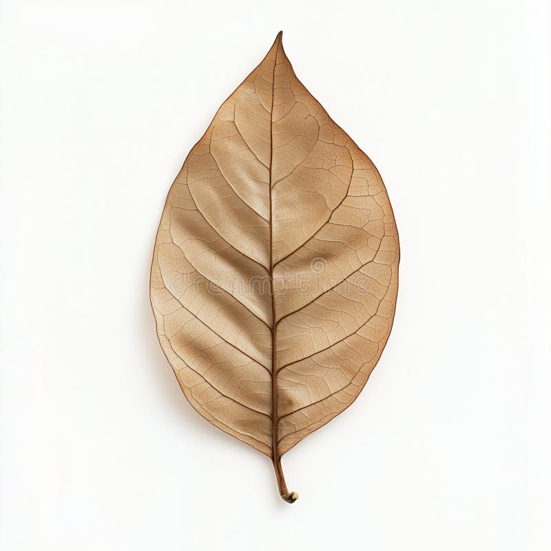 Braunes Leaf mit Venen vektor abbildung