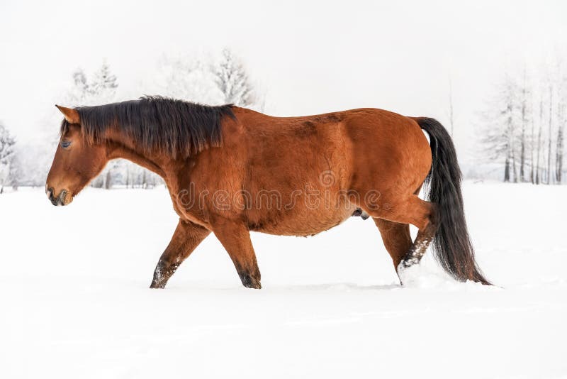 Braunes Pferd, das im Winter durch Schnee weht, unscharfe Bäume im Hintergrund, Seitenblick lizenzfreies stockfoto Braunes Pferd, das im Winter durch Schnee weht, unscharfe Bäume im Hintergrund, Seitenblick lizenzfreies stockfoto