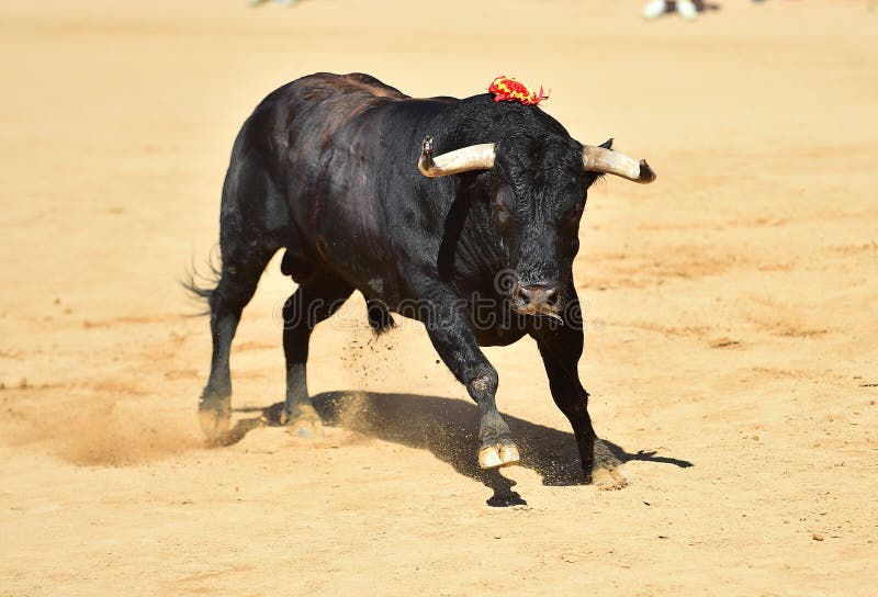 he is brave in spanish he is brave in spanish