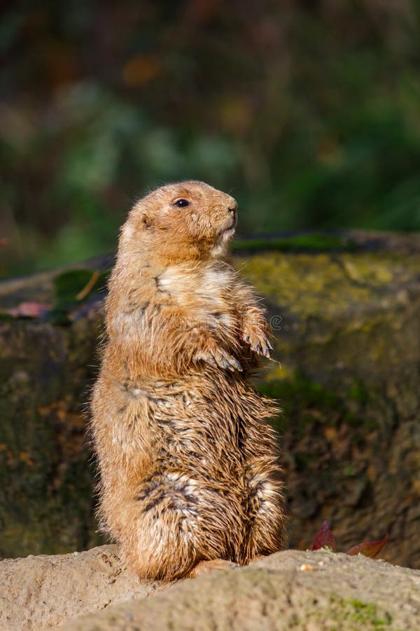 34,305 Aufrecht Fotos Kostenlose und RoyaltyFree Stock