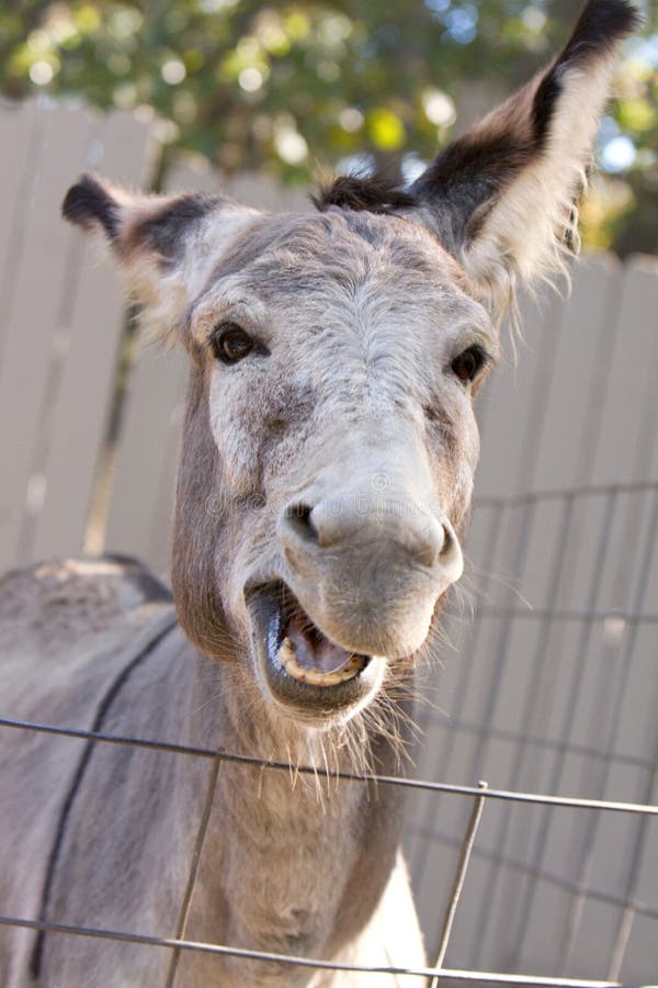 Braying donkey stock photo. Image of domestic, ears, beast 12480990