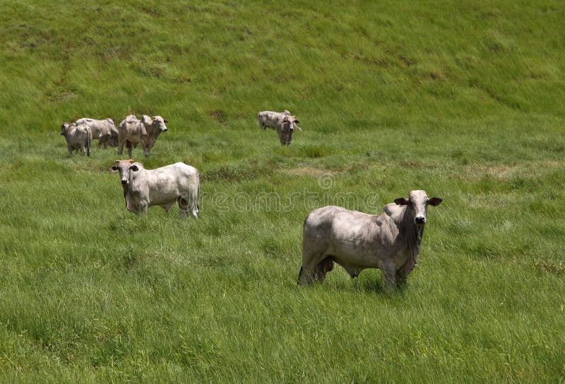 Brazil, Brazilian white beef cattle