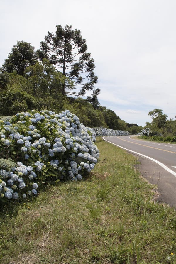 brazil gramadohortensias arkivfoton brazil gramadohortensias arkivfoton