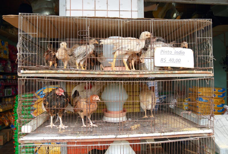 Brazil, Manaus: Chickens for Sale