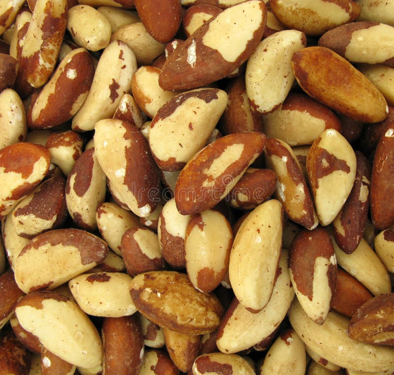 Brazil nut stock image. Image of brazil, tasty, tasteful 10635567