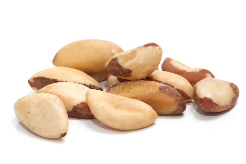 Brazil Nut stock photo. Image of shell, studio, ingredient 7337974