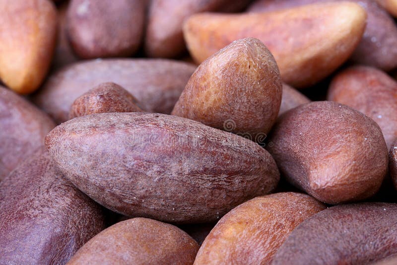 Brazil nut