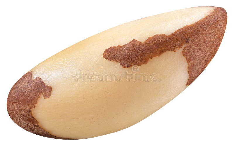 Brazil Nut Isolated on White Background. One Brazil Nut Close Up Stock