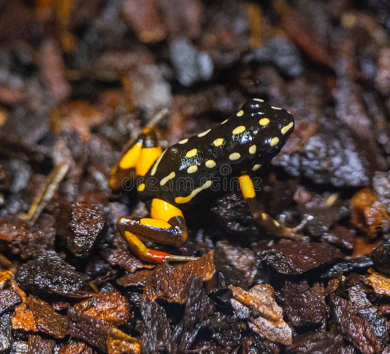 Brazilnut Poison Frog Adelphobates Castaneoticus Stock Photo Image
