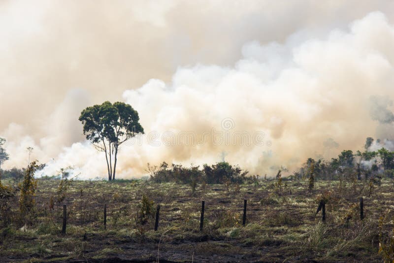 Amazonia Lesa napaľovanie na otvorený priestor pre pastvu.