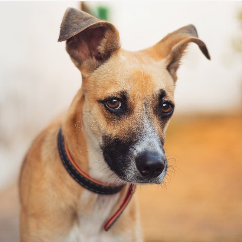 Brazilian Caramel Dog with Sad Face Stock Photo Image of snout, puppy