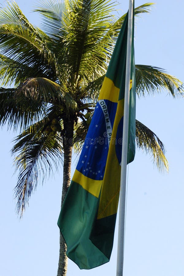 Drapelul brazilian și un palmier stock photo