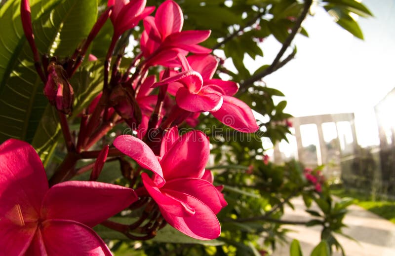 Brazilian flowers stock image. Image of brazil, flower 12977355