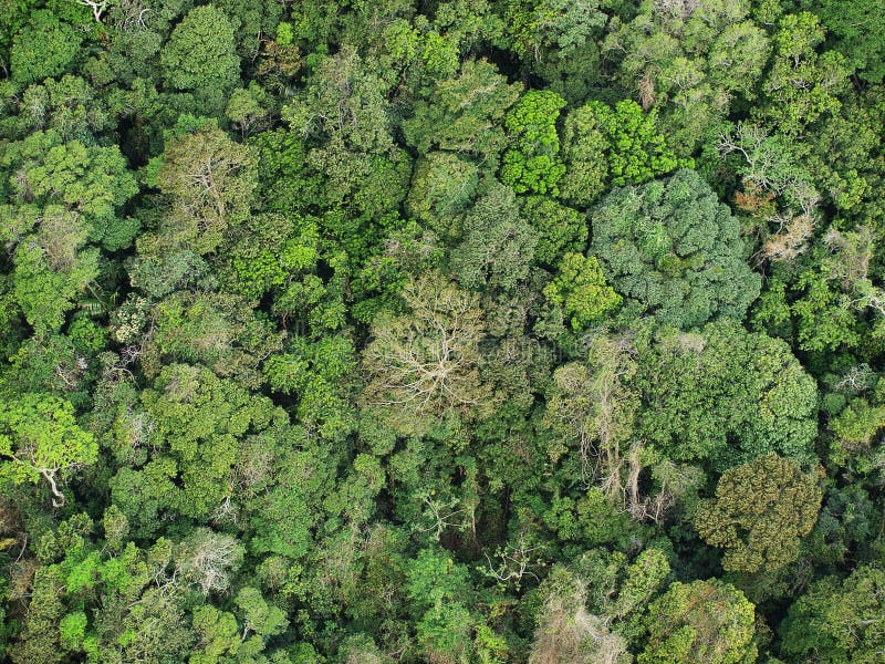 Brazilian forest stock photo. Image of forest, details - 53345648