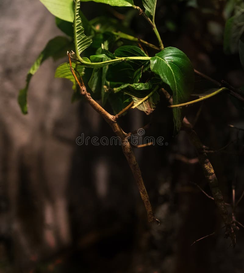 Brazilian Giant Stick Insect royalty free stock image