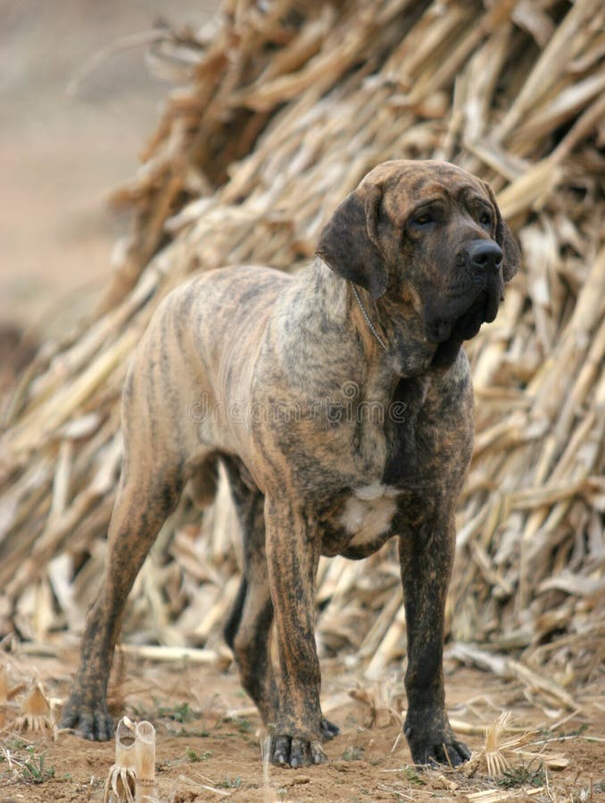 Cute Fila Brasileiro (Brazilian Mastiff) Close Up Puppy Portrait, Green  Summer Grass Stock Photo, Picture and Royalty Free Image. Image 139168330.