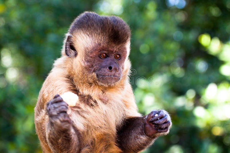 Brazilian Monkey, Macaco Prego Stock Image - Image of cebus, tuft